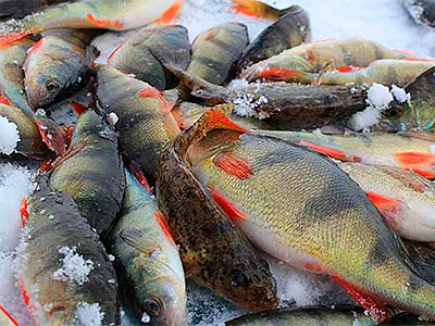 Рыбалка в Перми: лучшие места для любителей спорта на воде | Пермь Рыбалка